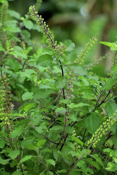 TULSI